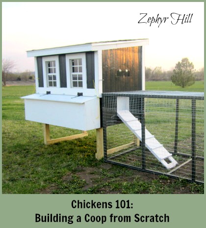 Chickens 101: Building a Coop from Scratch